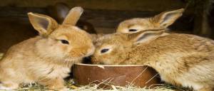 อาหารที่เหมาะสำหรับกระต่ายในแต่ละช่วงวัย