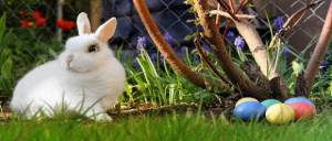 การเลี้ยงกระต่ายและความเชื่อเรื่องกระต่าย